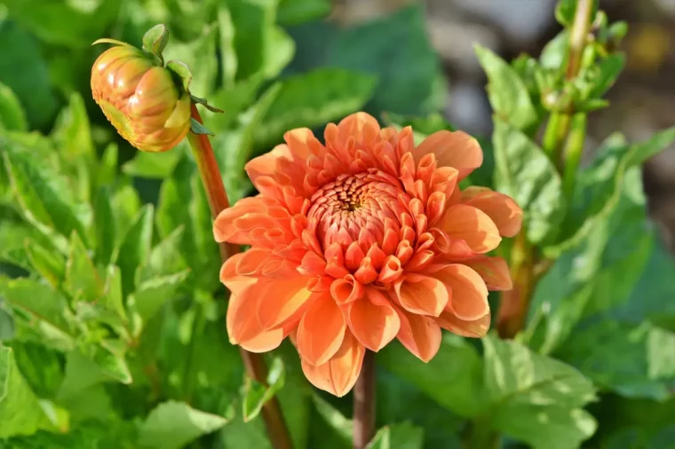 floraison orange petale fleurs jardin soleil exposition feuilles vertes