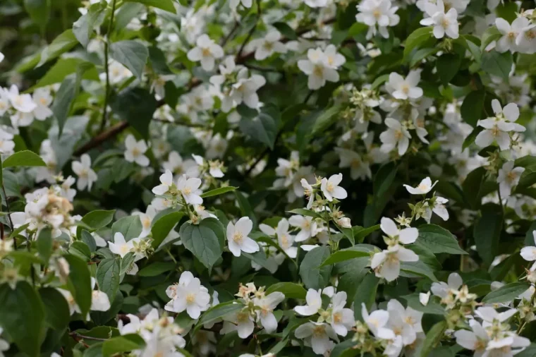 floraison periode jasmin blanc feuilles vert fonce arbuste