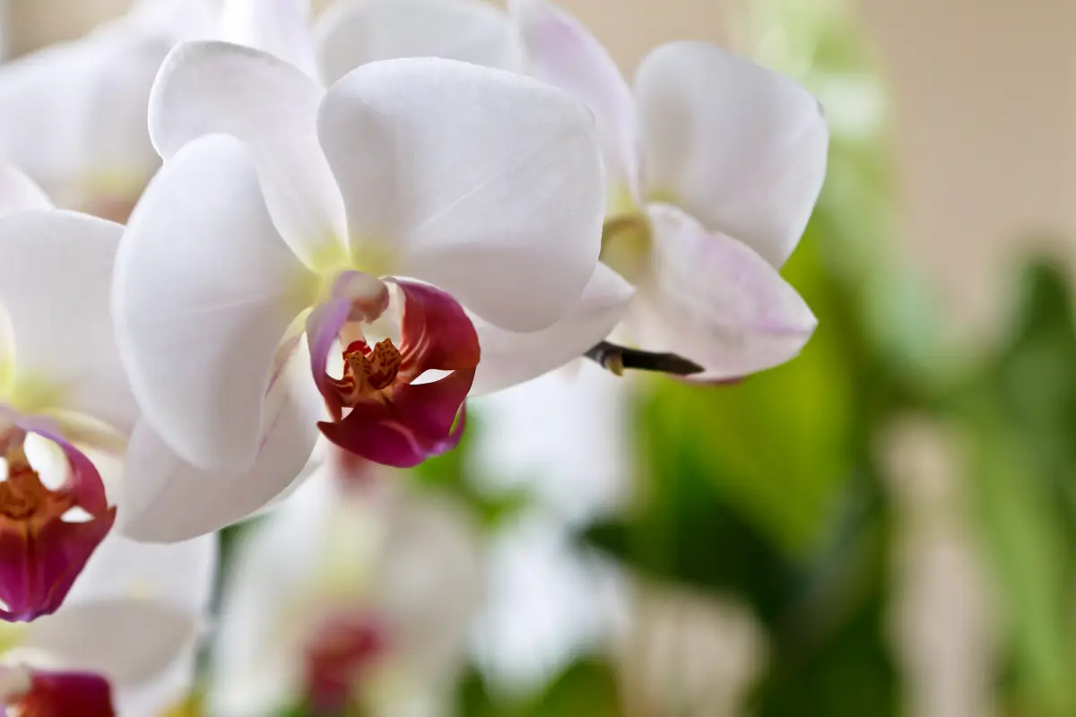floraison petales blanches variete orchidee lumiere soleil entretien plante tropicale