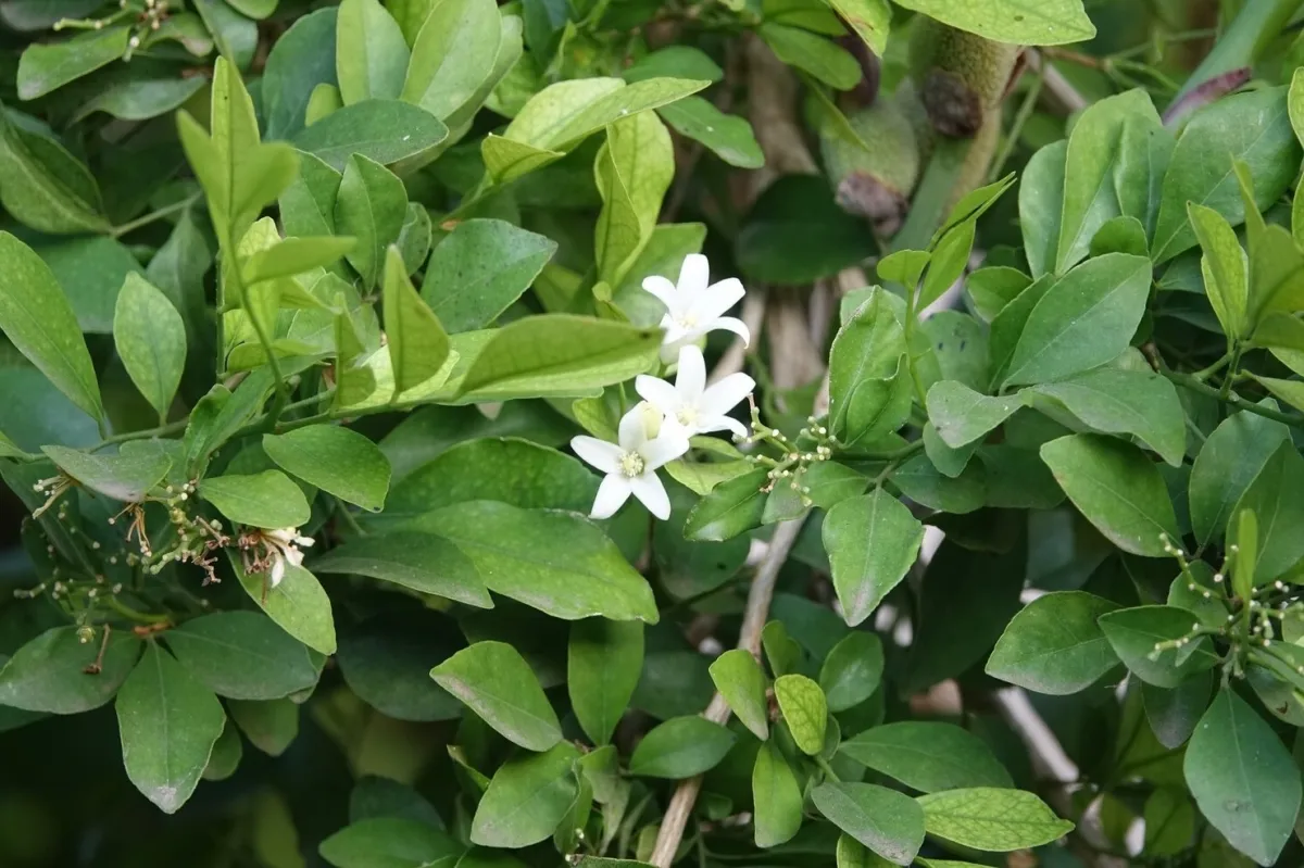 floraison plante grimpante tropical jasmin de madagascar feuilles vert fonce