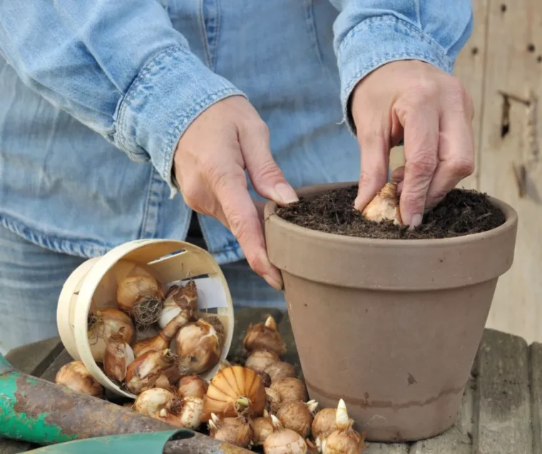 forcer des bulbes en pot idée comment planter des fleurs de printemps