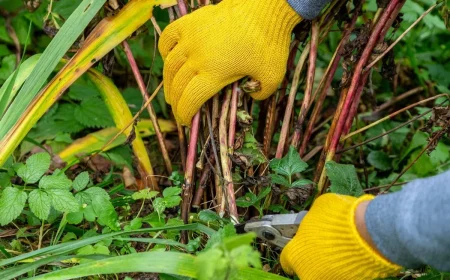 gants jardinage secateur faut il tailler les pivoines a l automne