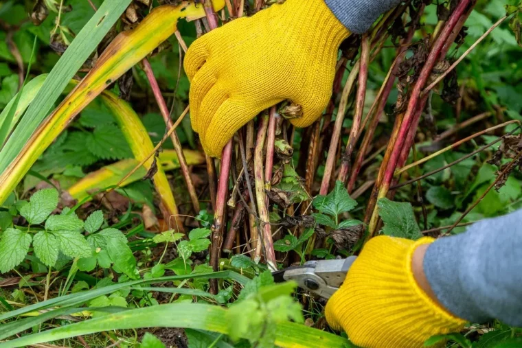 gants jardinage secateur faut il tailler les pivoines a l automne