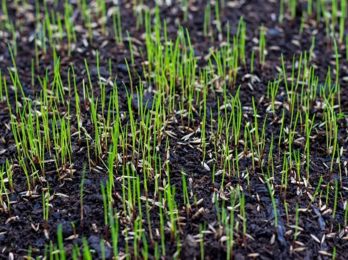 germination graines pelouses semis gazon terreau humide arrosage eau