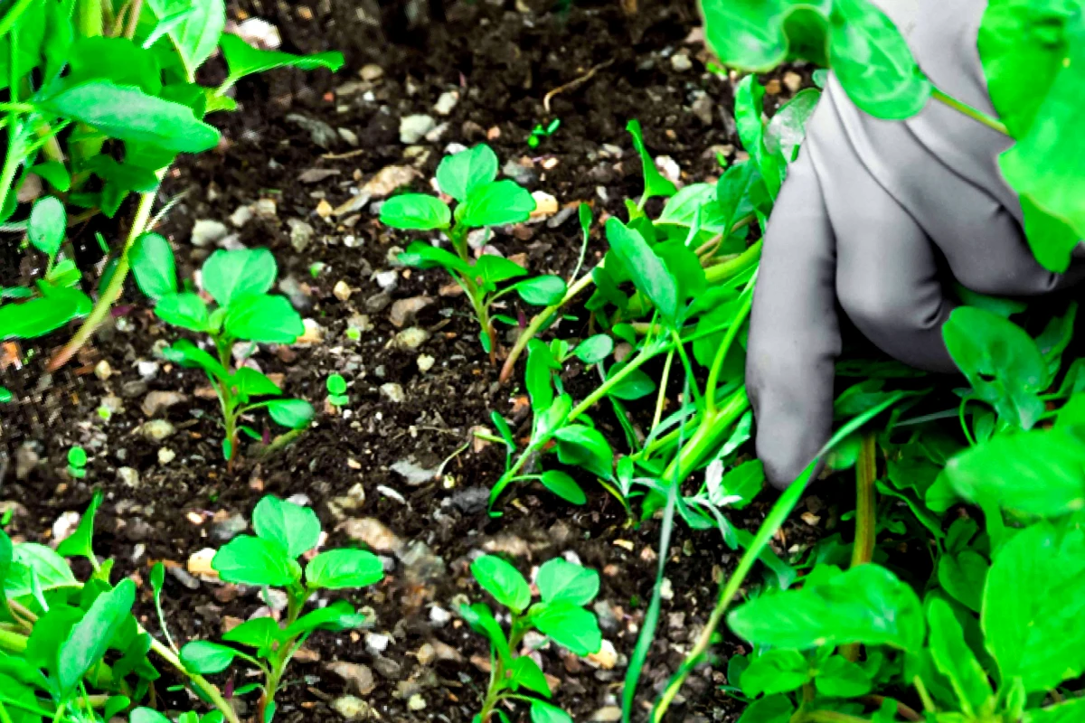 gestes pour un desherbage reussi en automne plantes vertes main avec des gants