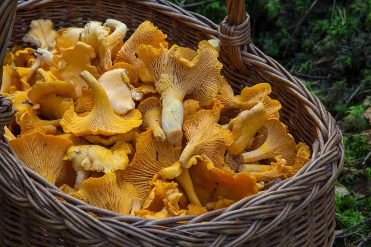 girolles et chanterelles dans un panier