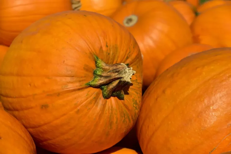 gros plan sur des citrouilles entassees