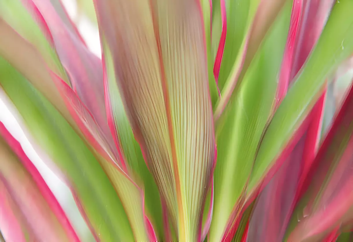 gros plan sur la texture et la couleur des feuilles de cordyline coloree en vert rouge fuchsia