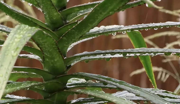 gros plan sur les feuilles vertes de cordyline avec des goutes d eau