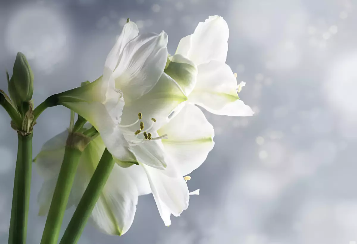 gros plan sur les fleurs blanches amaryllis belladonna
