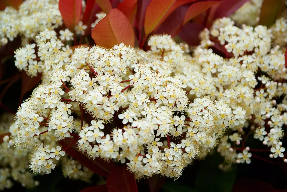 gros plan sur les fleurs blanches de photinia