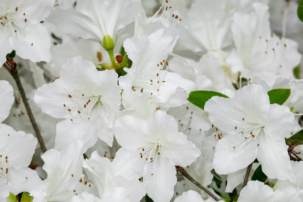 gros plan sur les fleurs blanches du rhododendron
