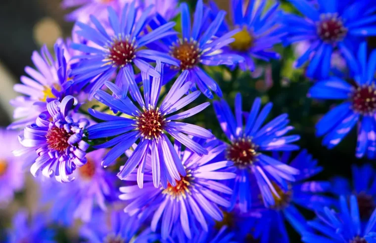 gros plan sur les fleurs bleues des asters