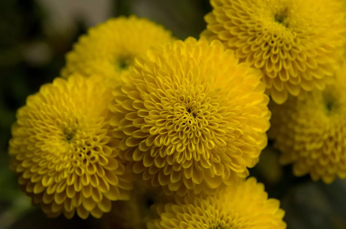 gros plan sur les fleurs de chrysanthemes boules jaunes