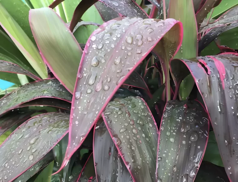 gros plan sur les goutes d eau de la pluie sur les feuilles de la cordyline