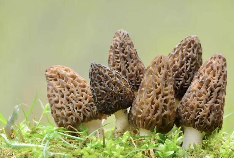 gros plan sur six morilles sur fond vert