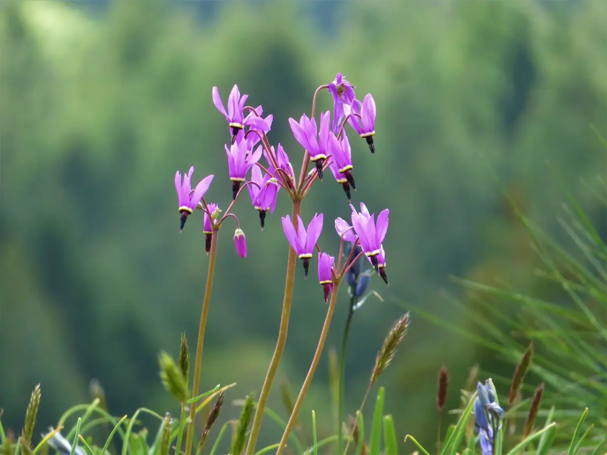 gyroselle de virginie plante ombre soleil tige longue petales violettes