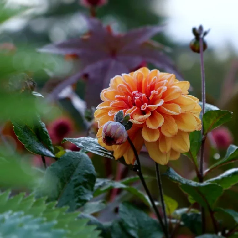 hivernage dahlia fleur orange feuilles vertes