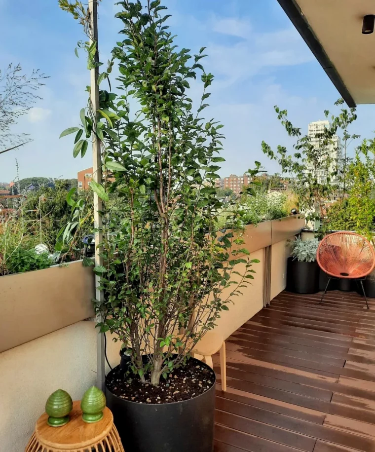 idee decos arbustes persistant en pot terrasse appartement