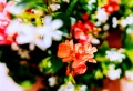 Comment prolonger la floraison des géraniums en automne