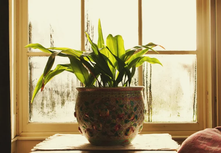 idée condensation fenêtre chambre quelle plante pour absrober l humidité