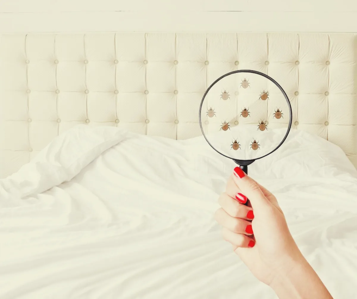 inspecter la chambre pour trouver des punaises de lit eliminer punaise de lit