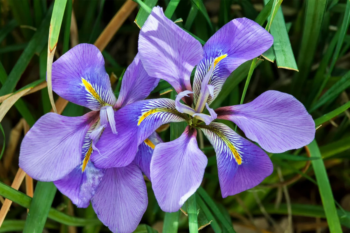 iris d anger plante d hiver fleurs blue violette feuilles vertes
