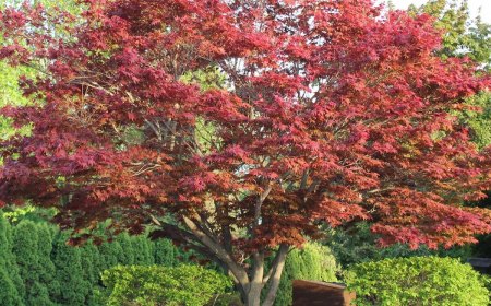 japanese maple arbre dans le jardin arbuste verte