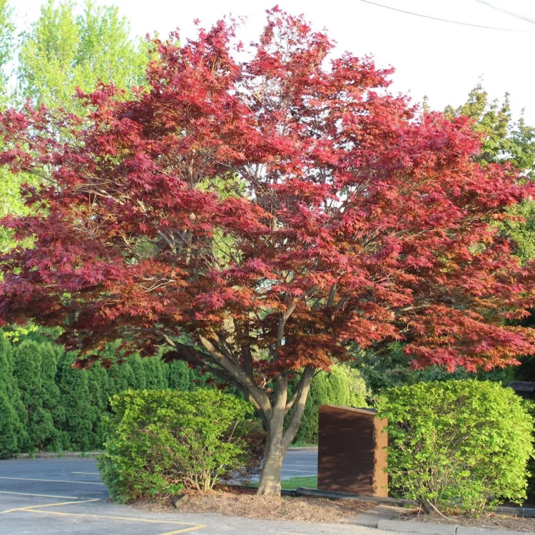 japanese maple arbre dans le jardin arbuste verte