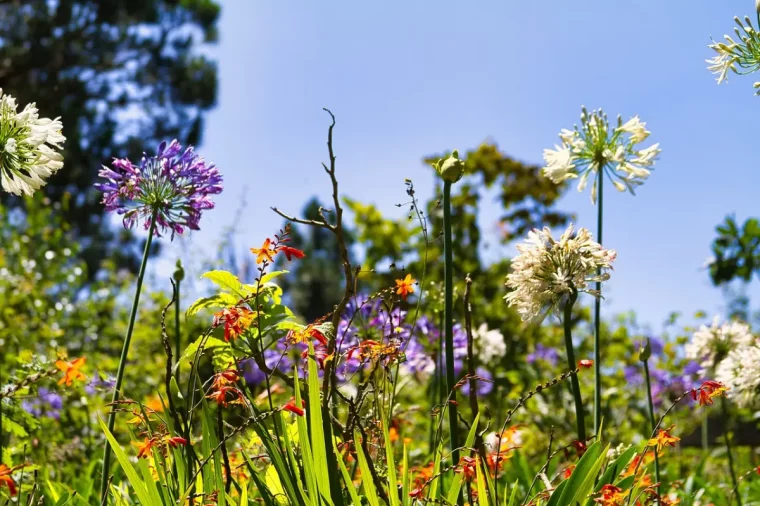 jardin amenagement paysager plantes a fleurs feuilles longues lumiere soleil arbres