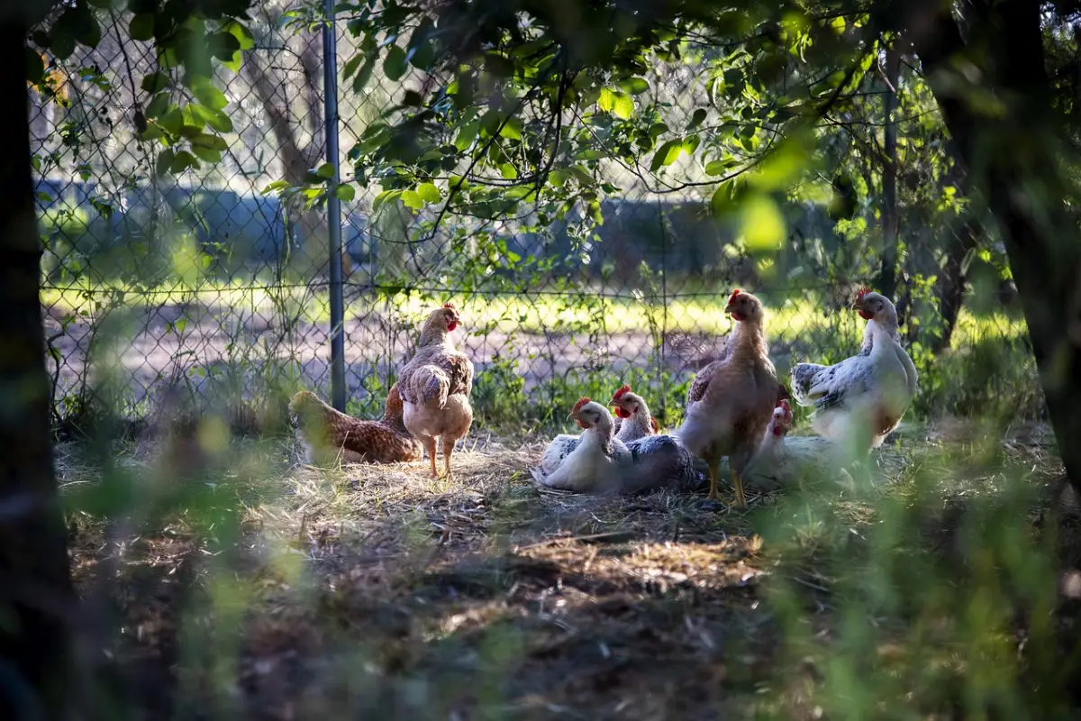 jardin volailles aviculture elevage poules litiere soleil arbres