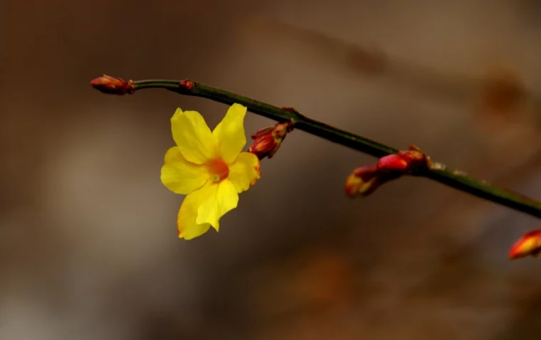 jasmin d hiver variete fleurs jaunes floraison saison froide tiges
