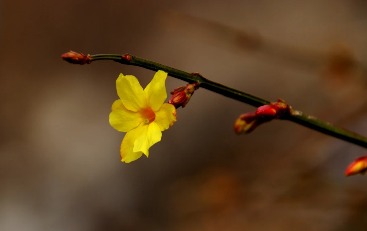 plante fleurie variete petales jaunes floraison saison froide tiges