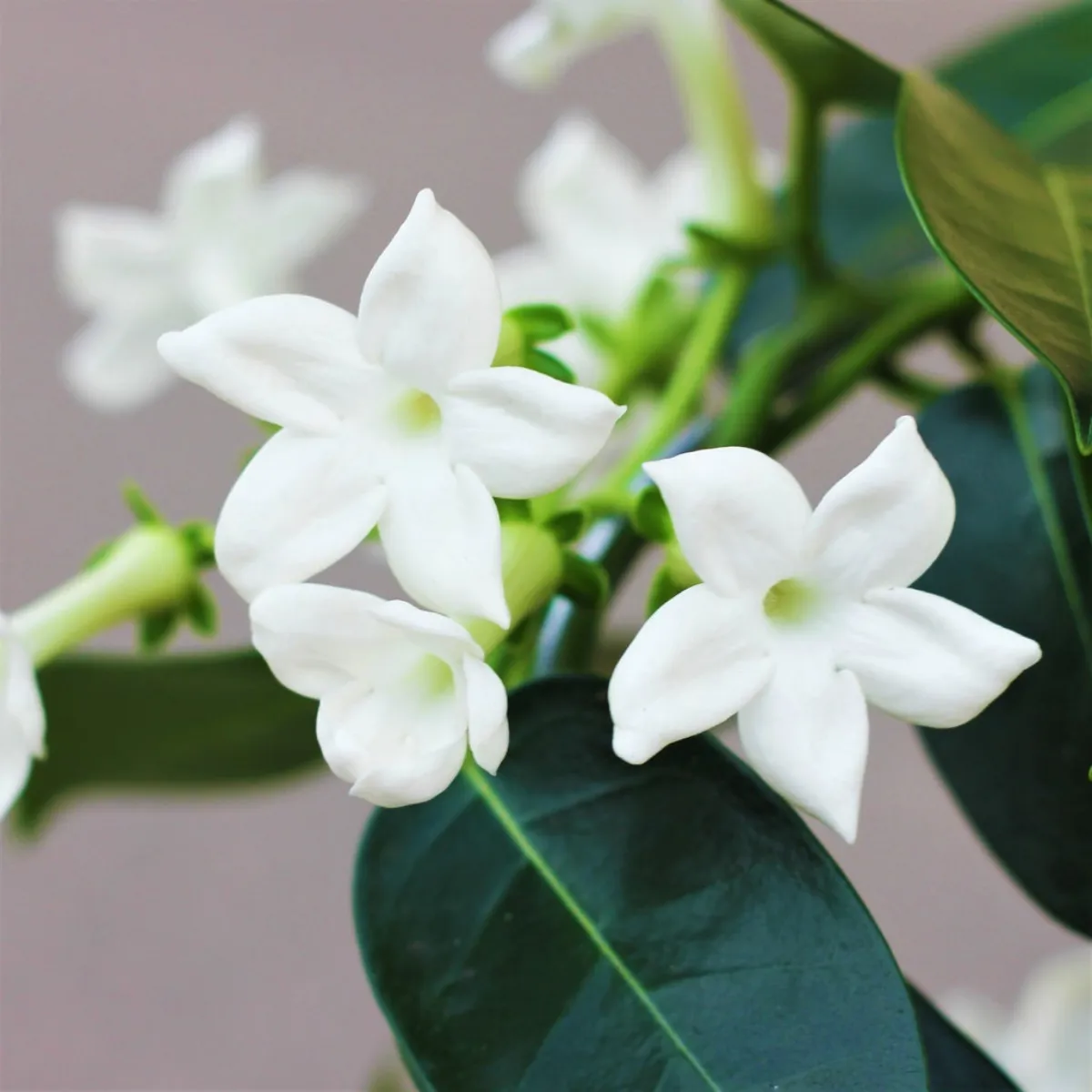 jasmin de madagascar fleurs blanches floraison plante interieur entretien