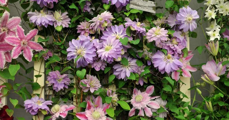jasmin etoile et clematite fleurs couleurs pastels grillage