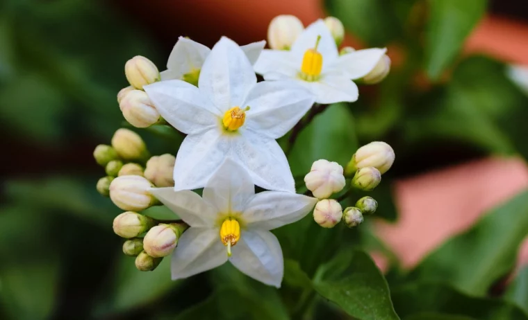 jasmin on coupe en automne ou pas fleurs blanches plante grimpante