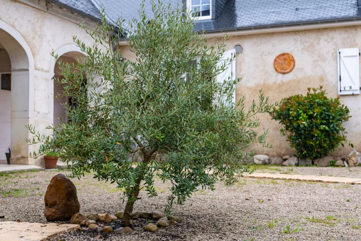 jeune olivier devant une maison avec un sol recouvert de cailoux