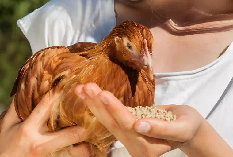 jeune poulet dans les bras d une femme qui lui donne a manger dans la main