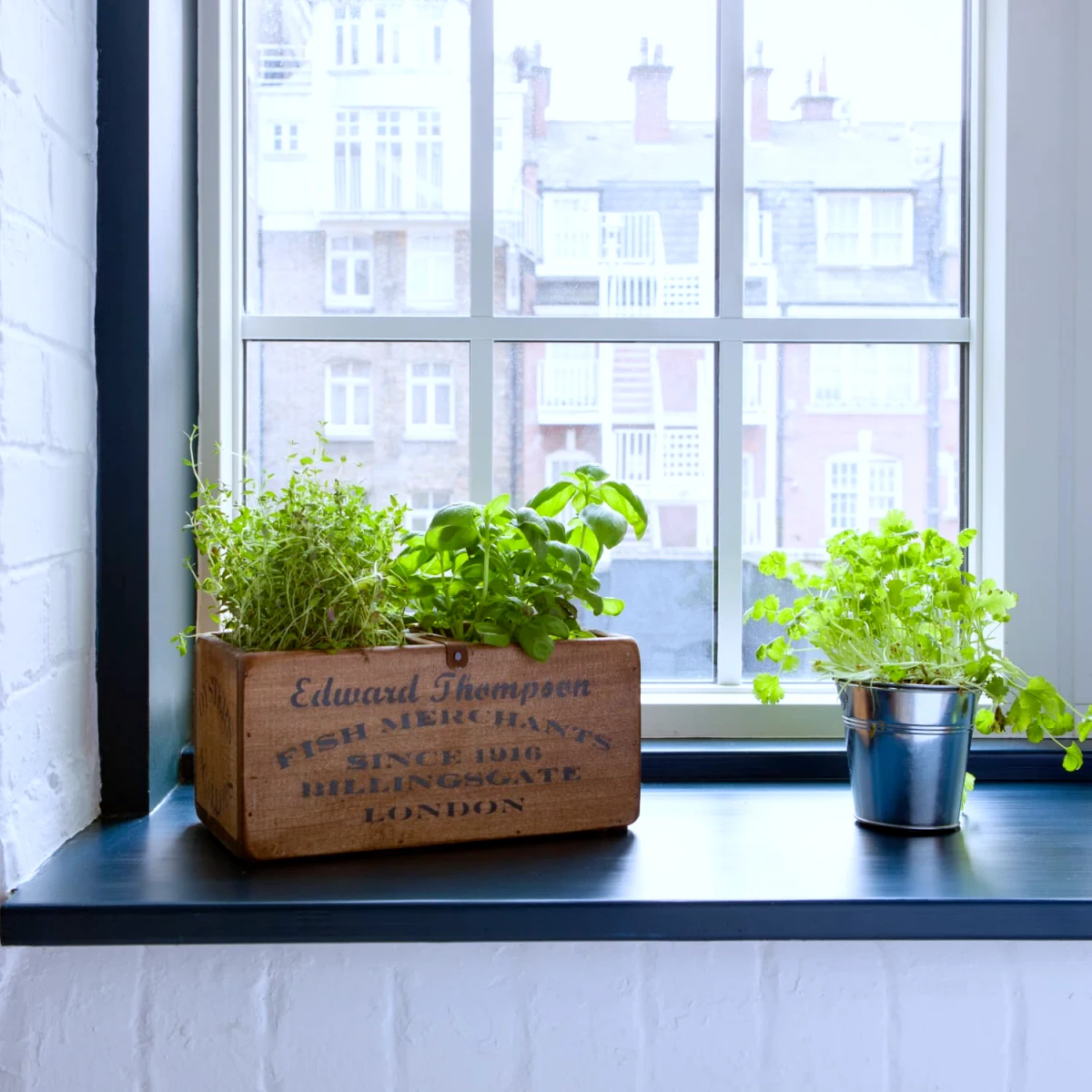 la ciboulette une plante aromatique en pot feuilles vertes fenetre