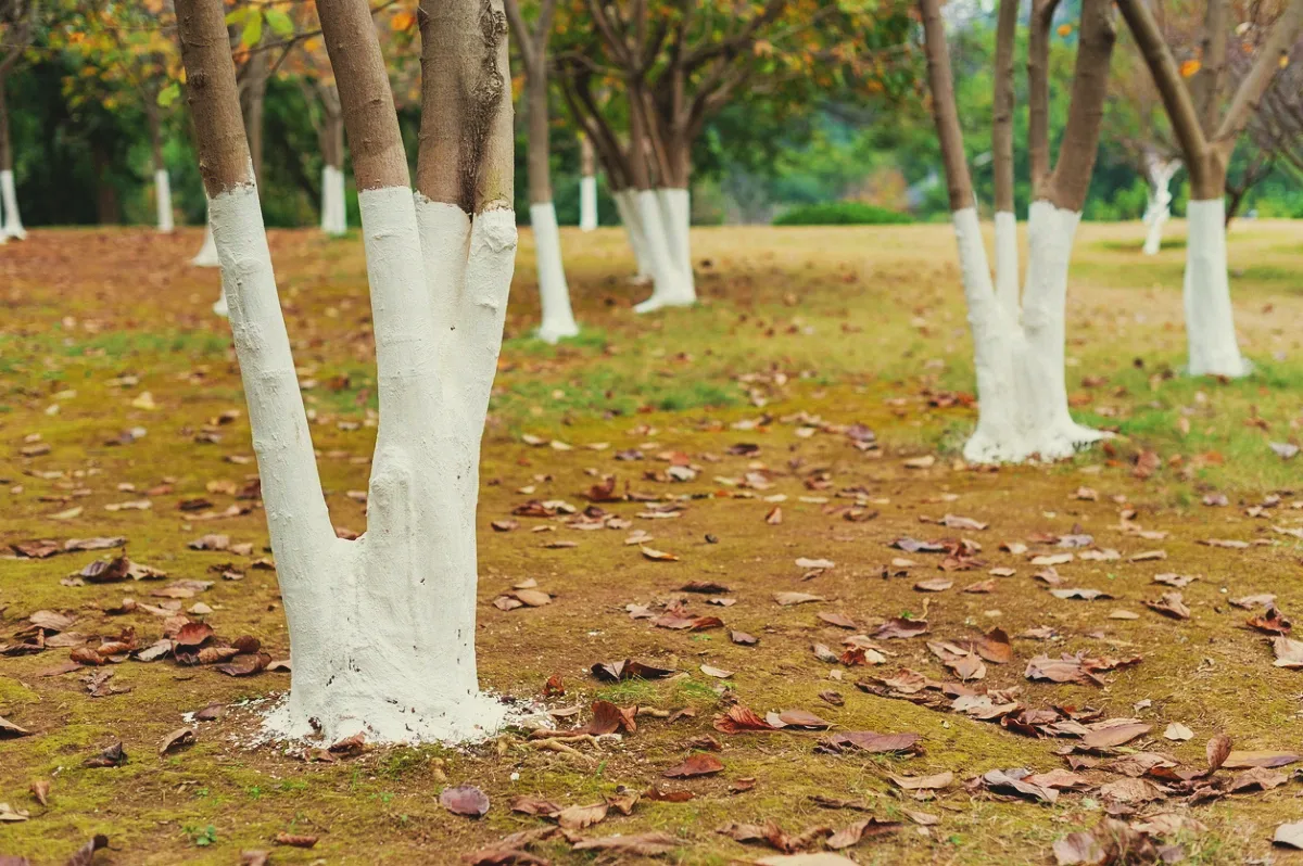 la meilleure période pour chauler les arbres printemps ou automne pour arbre tronc blanc