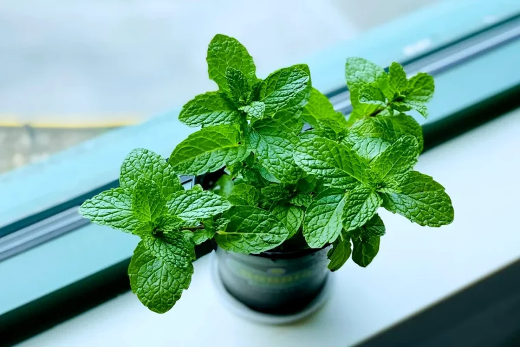 la mente plante aromatique toute l annee feuilles verte pot rebord de fenetre