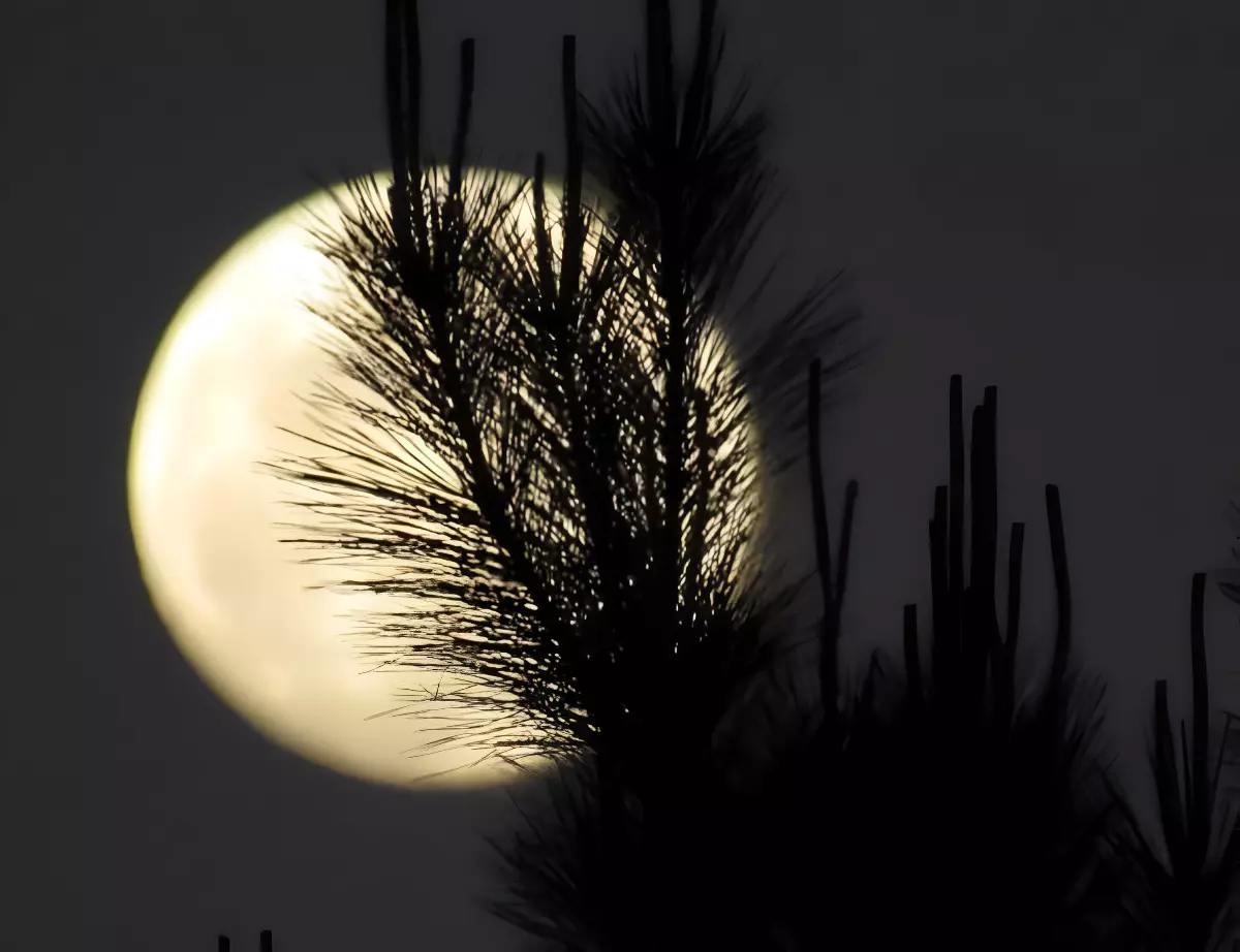 la pleine lune occupe presque l image entiere avec des arbres coniferes devant