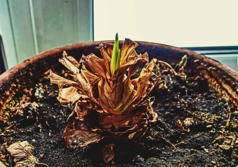laisser secher les feuilles d amaryllis periode de repos mon amaryllis a fini de fleurir que faire