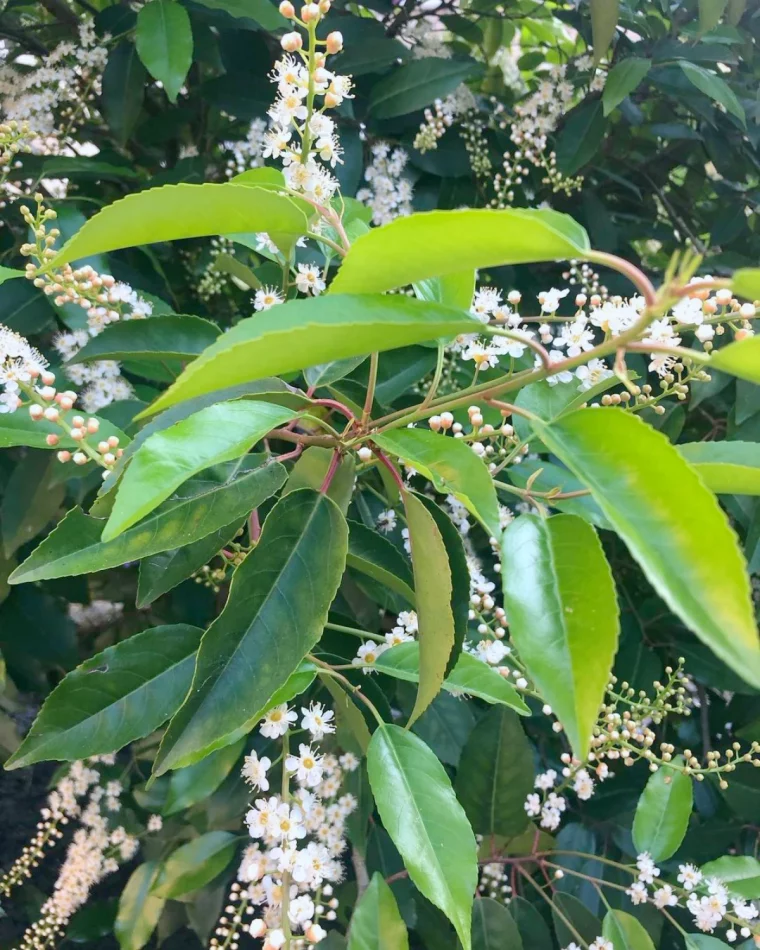 laurier du portugaul arbuste qui tolere les vents fleurs roses feuilels vertes