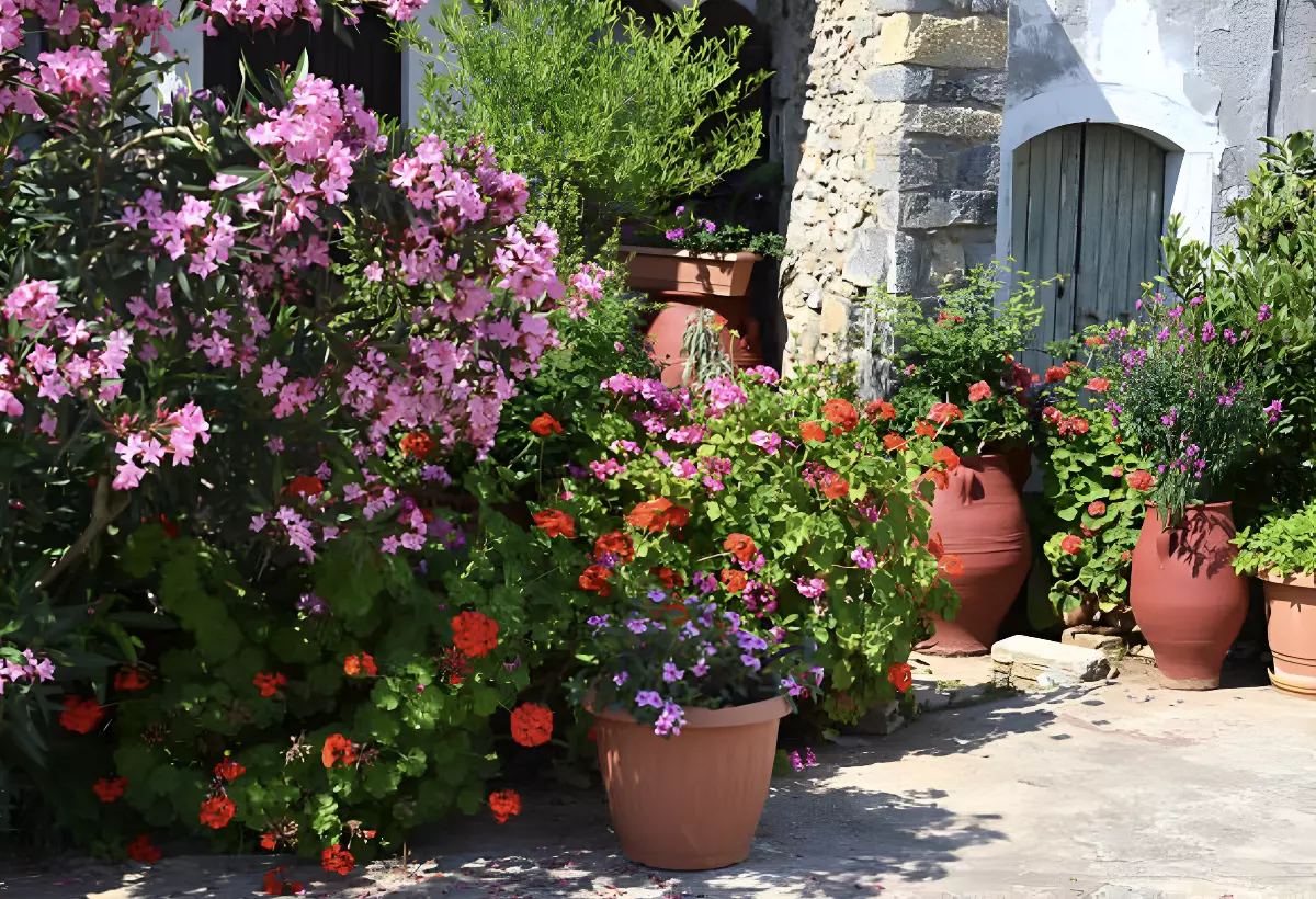 laurier rose a gauche dans un jardin mediterraneen avec des pots de fleurs en terre cuite