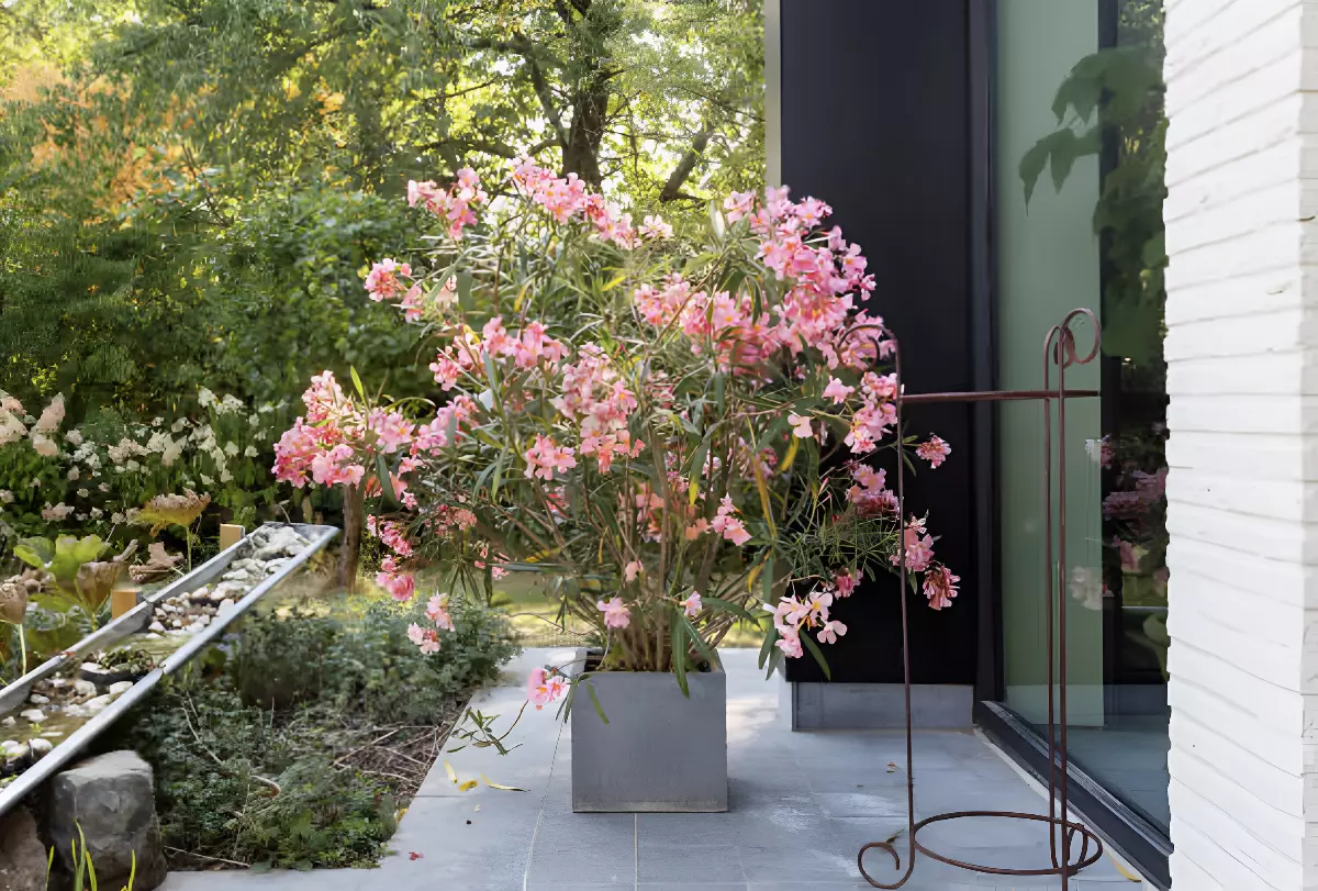laurier rose en pot carre sur une terrasse en plain pied devant une baie vitree