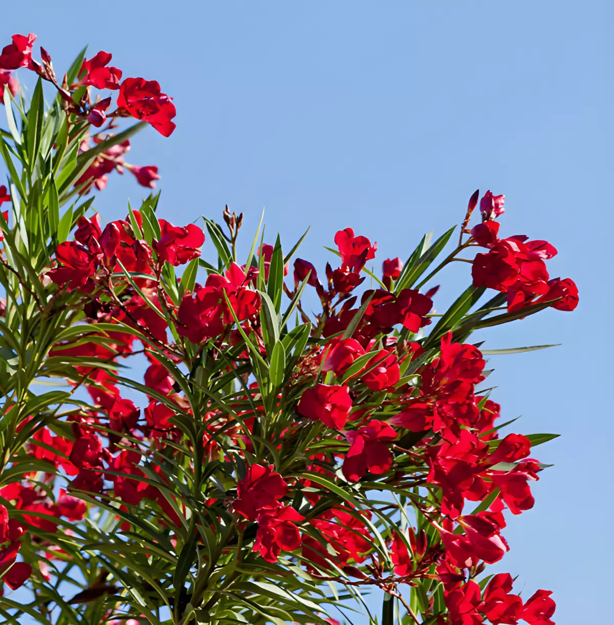 laurier rose hardy red de taille moyenne sur fond du ciel bleu en contraste avec les fleurs de couleur rouge intense