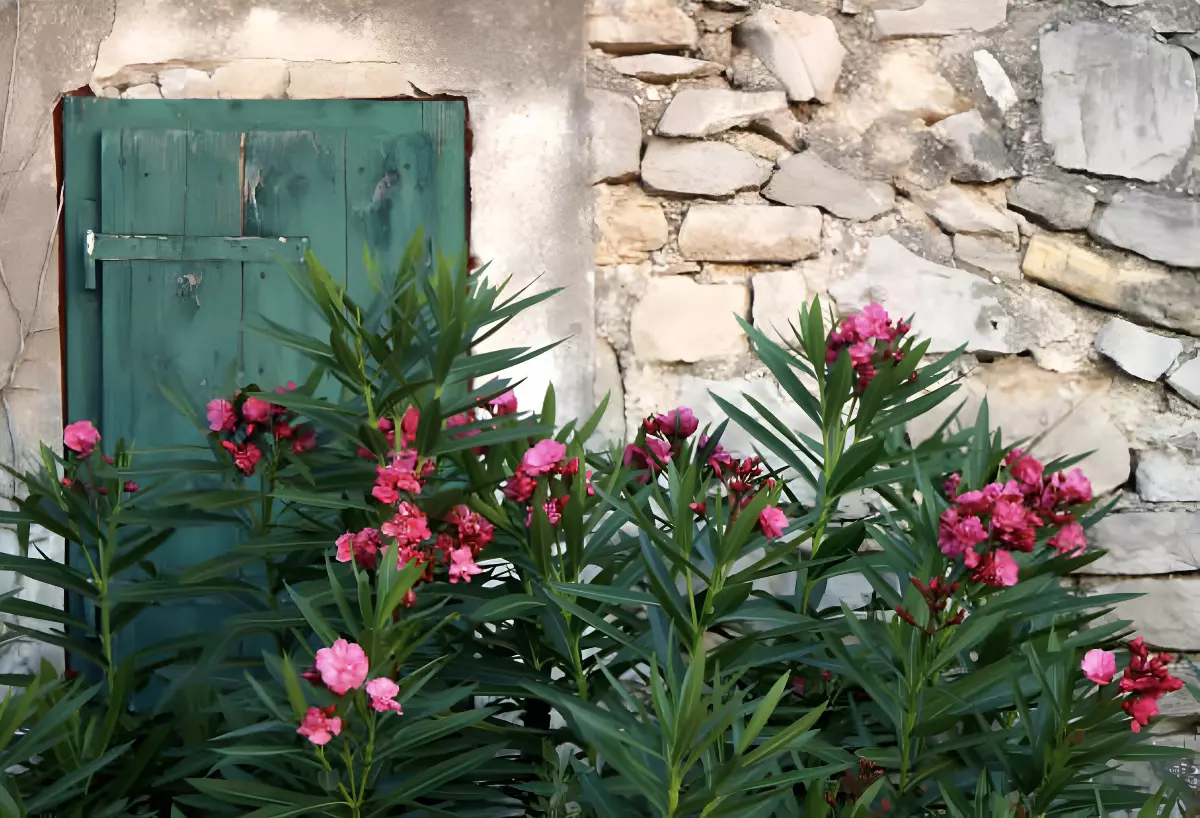 lauriers roses devant un bâtiment en pierre avec une porte verte