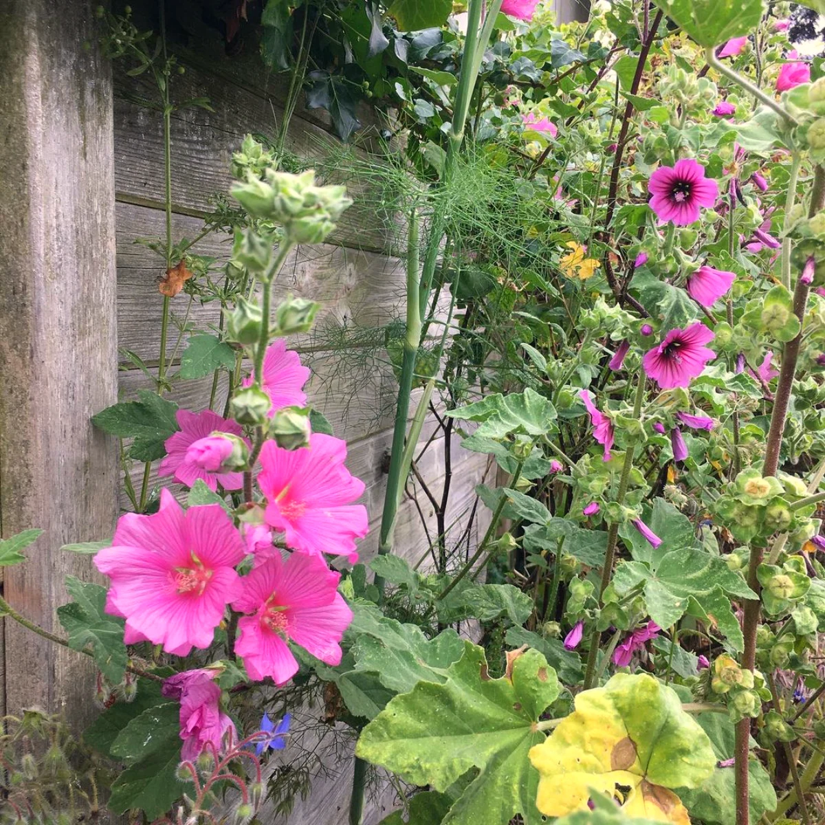 lavatere plante grimpante mur fleurs roses feuilles vertes