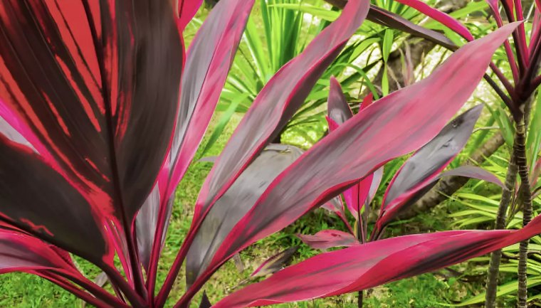 les feuilles colorees de cordyline au premier plan sur fond de plusieurs cordylines vertes et colorees